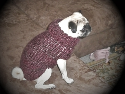 Pug Sweater